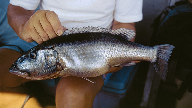 Rhamphochromis sp. 'nkhwazi' Makanjila Rocks